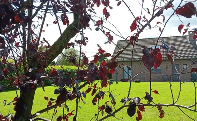 Kot bij bewoner te huur in Rond Luik